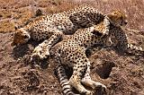 TANZANIA - Serengeti National Park - Ghepardi - 08